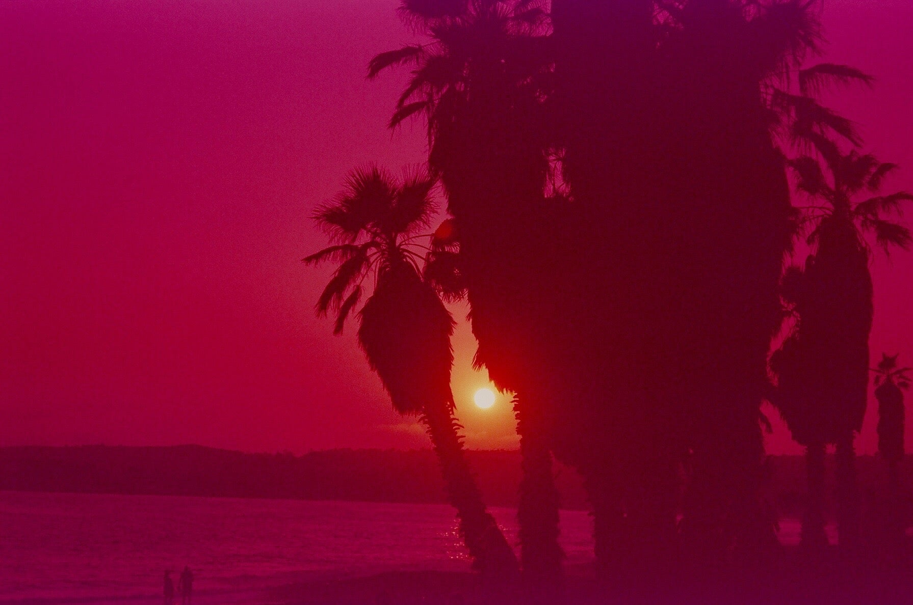 Palm Trees at the Beach on Expired Film