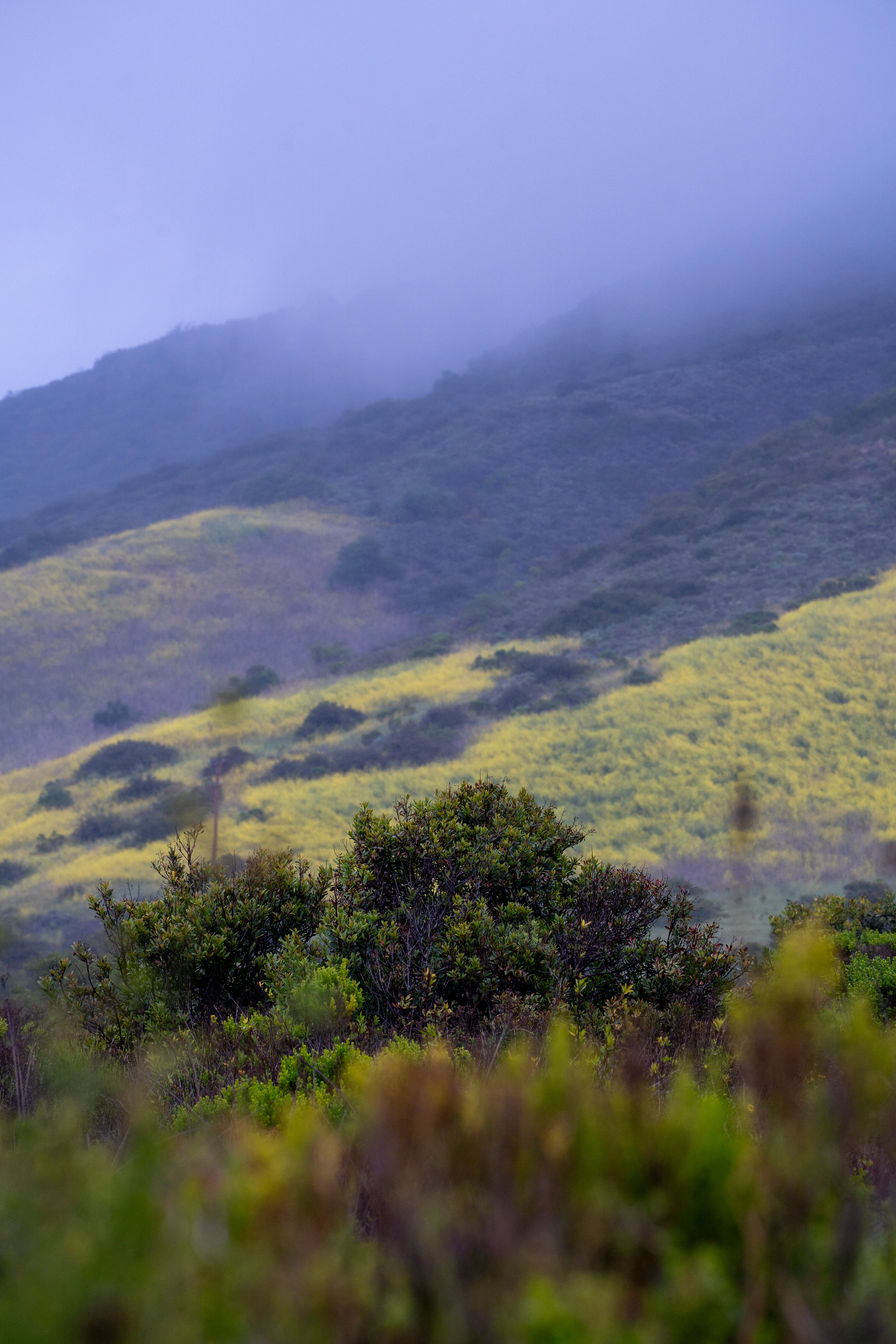 Coastal Mist on the Hills