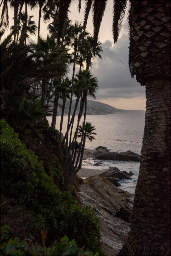 Palm Trees and Ocean at Dawn in Laguna Beach
